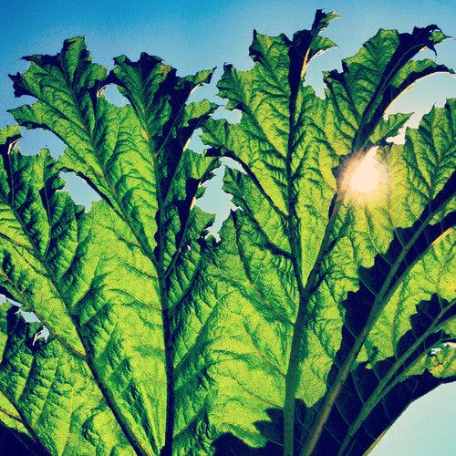 Pfarmers- Gunnera (Vinyl)-BoldPlay