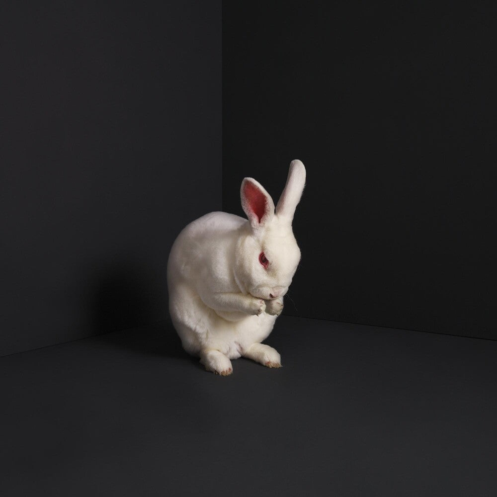 Brume- Rabbits (CD)-BoldPlay