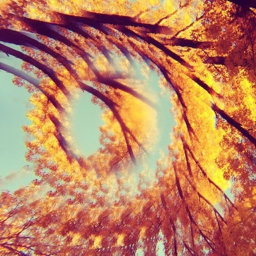 Hawk & A Hacksaw- Forest Bathing (CD)-BoldPlay