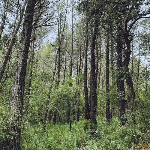 L.A.- Evergreen Oak (Vinyl)-BoldPlay