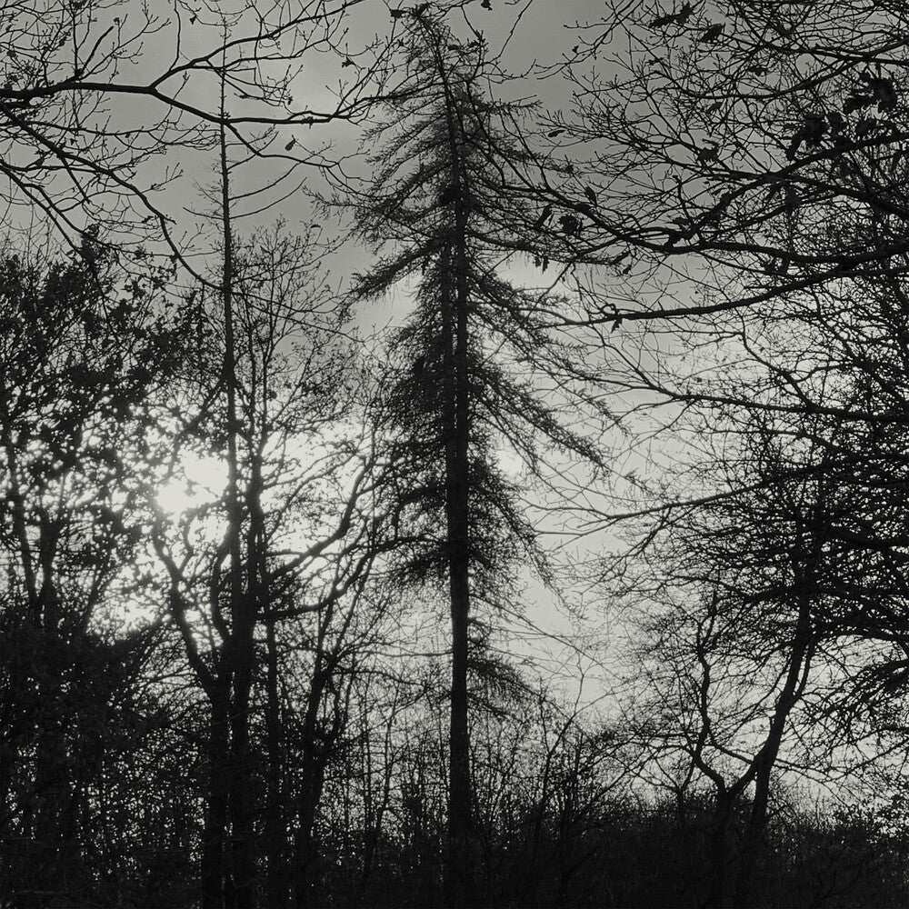 Curse All Kings- Feral Earth (Vinyl)-BoldPlay