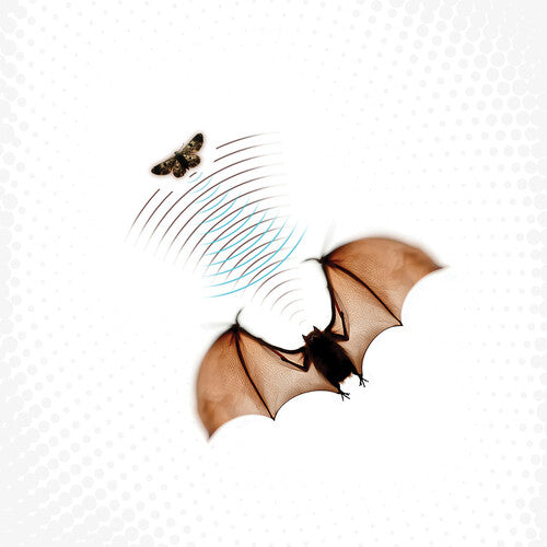 Batsauce- Echolocation - Gray (Vinyl)-BoldPlay