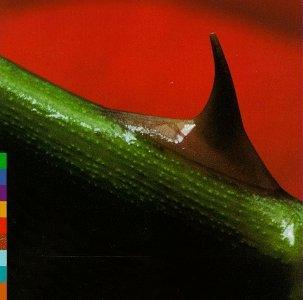 Nusrat Fateh Ali Khan & Michael Brook- Night Song-BoldPlay